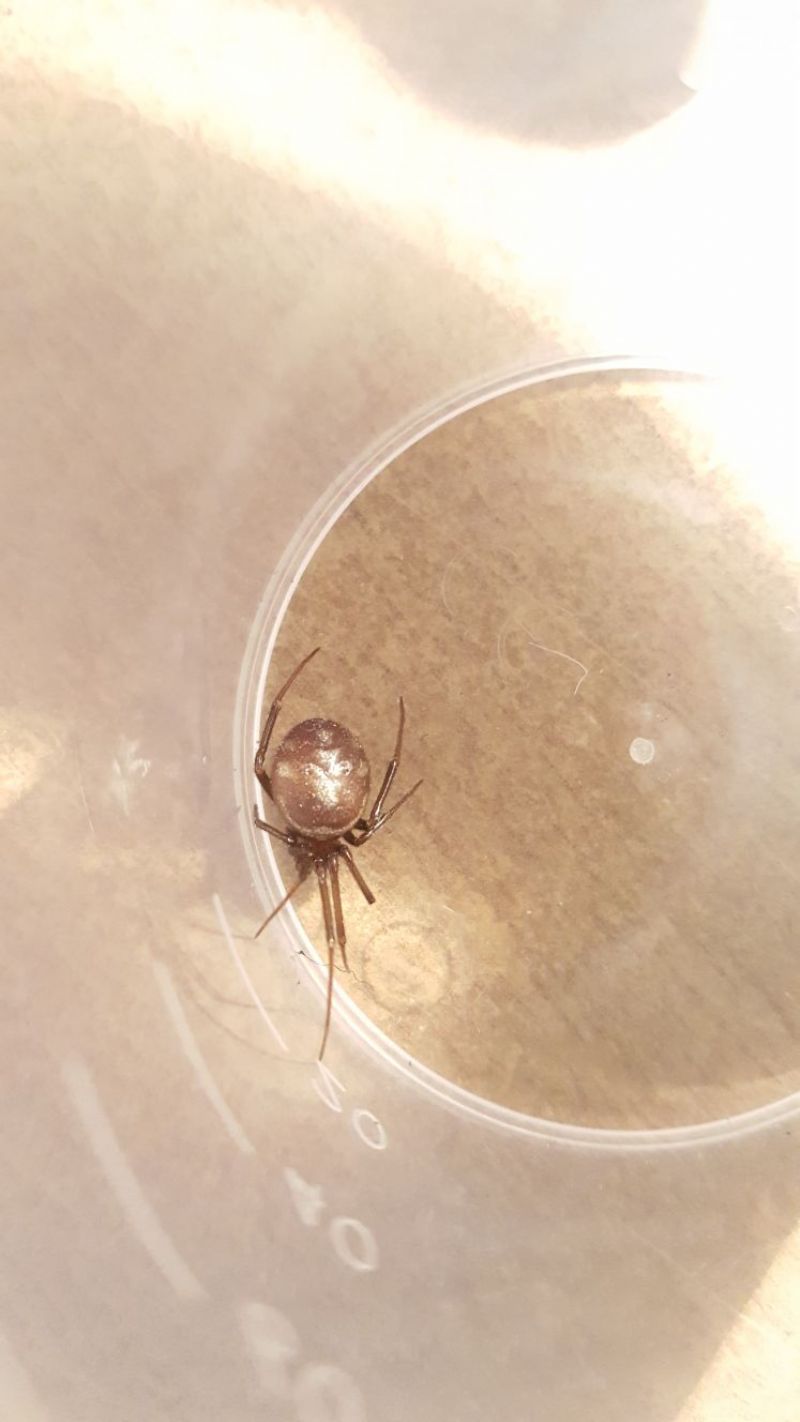 Steatoda grossa - Banzi (PZ)